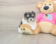 5 week old Maltipom Puppy For Sale - Simply Southern Pups