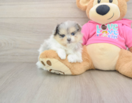 5 week old Maltipom Puppy For Sale - Simply Southern Pups