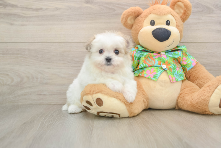 Best Maltipom Baby