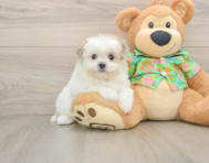 6 week old Maltipom Puppy For Sale - Simply Southern Pups