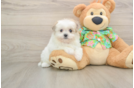 Best Maltipom Baby