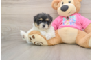 Best Maltipom Baby