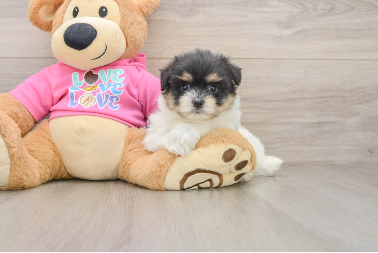 Small Maltipom Baby