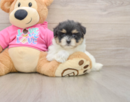6 week old Maltipom Puppy For Sale - Simply Southern Pups