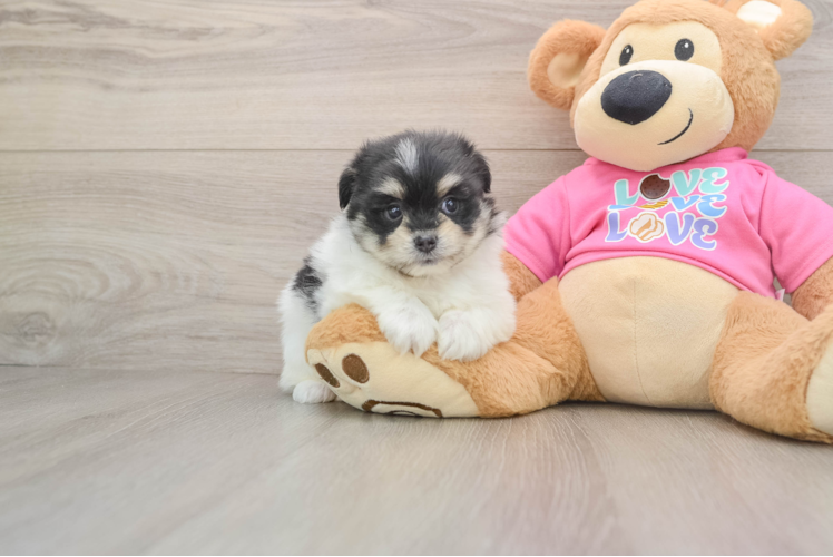 Best Maltipom Baby