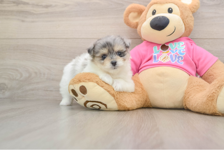 Best Maltipom Baby
