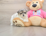 6 week old Maltipom Puppy For Sale - Simply Southern Pups