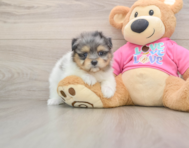 6 week old Maltipom Puppy For Sale - Simply Southern Pups