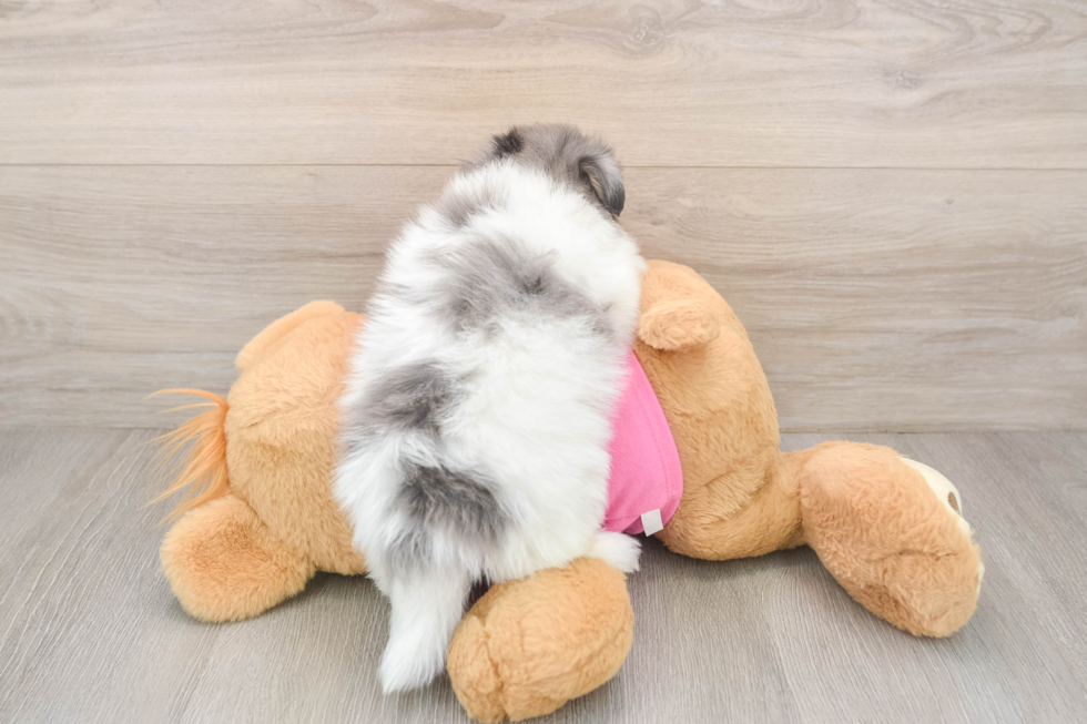 Smart Maltipom Designer Pup