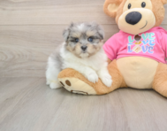 6 week old Maltipom Puppy For Sale - Simply Southern Pups