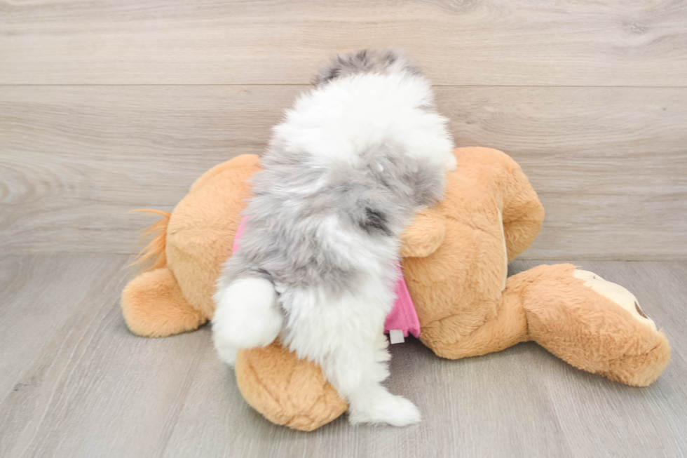 Maltipom Puppy for Adoption