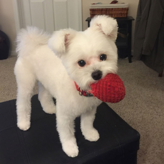 Maltipom Puppies For Sale - Simply Southern Pups