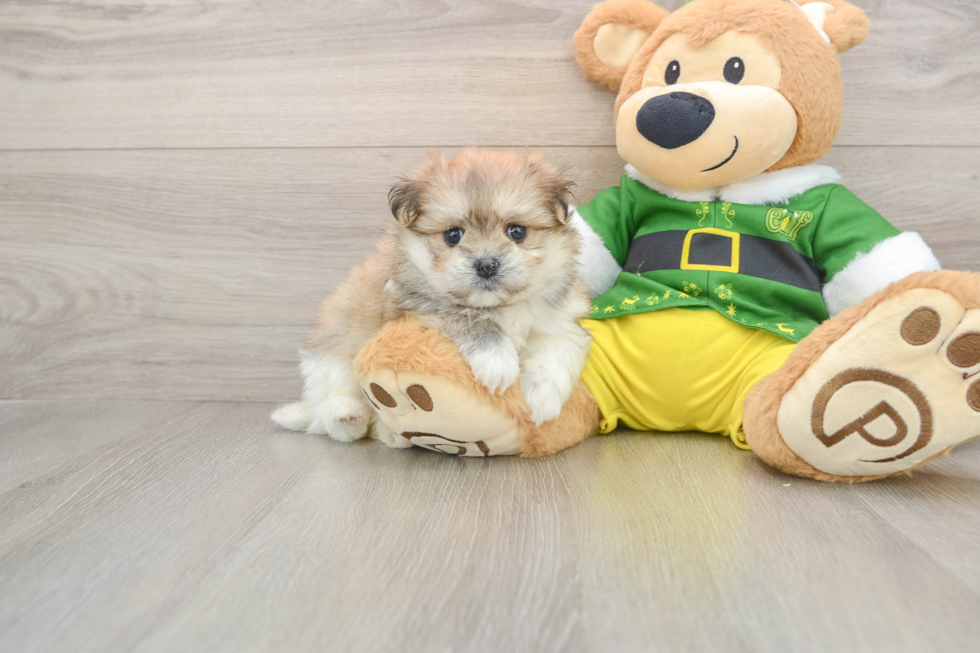 Adorable Maltese Pom Designer Puppy