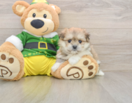 5 week old Maltipom Puppy For Sale - Simply Southern Pups