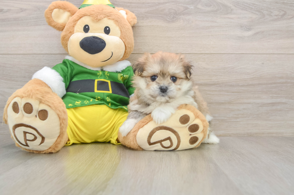 5 week old Maltipom Puppy For Sale - Simply Southern Pups