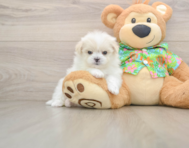 5 week old Maltipom Puppy For Sale - Simply Southern Pups
