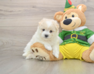 5 week old Maltipom Puppy For Sale - Simply Southern Pups