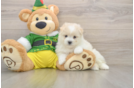 Maltipom Puppy for Adoption