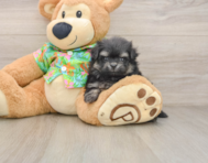 5 week old Maltipom Puppy For Sale - Simply Southern Pups