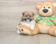 5 week old Maltipom Puppy For Sale - Simply Southern Pups