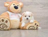 5 week old Maltipom Puppy For Sale - Simply Southern Pups