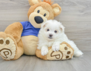 7 week old Maltipom Puppy For Sale - Simply Southern Pups