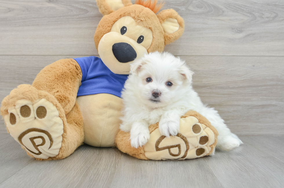 7 week old Maltipom Puppy For Sale - Simply Southern Pups