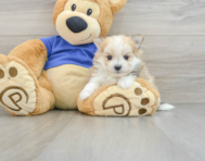 7 week old Maltipom Puppy For Sale - Simply Southern Pups