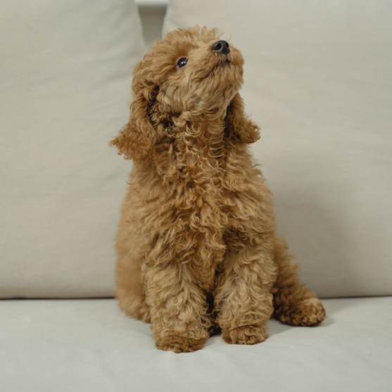 Cavapoo Morkie Puppies Near Charlotte Nc