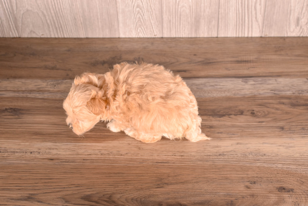 Cute Malt a Poo Poodle Mix Puppy