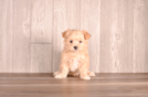 Cute Maltipoo Poodle Mix Pup