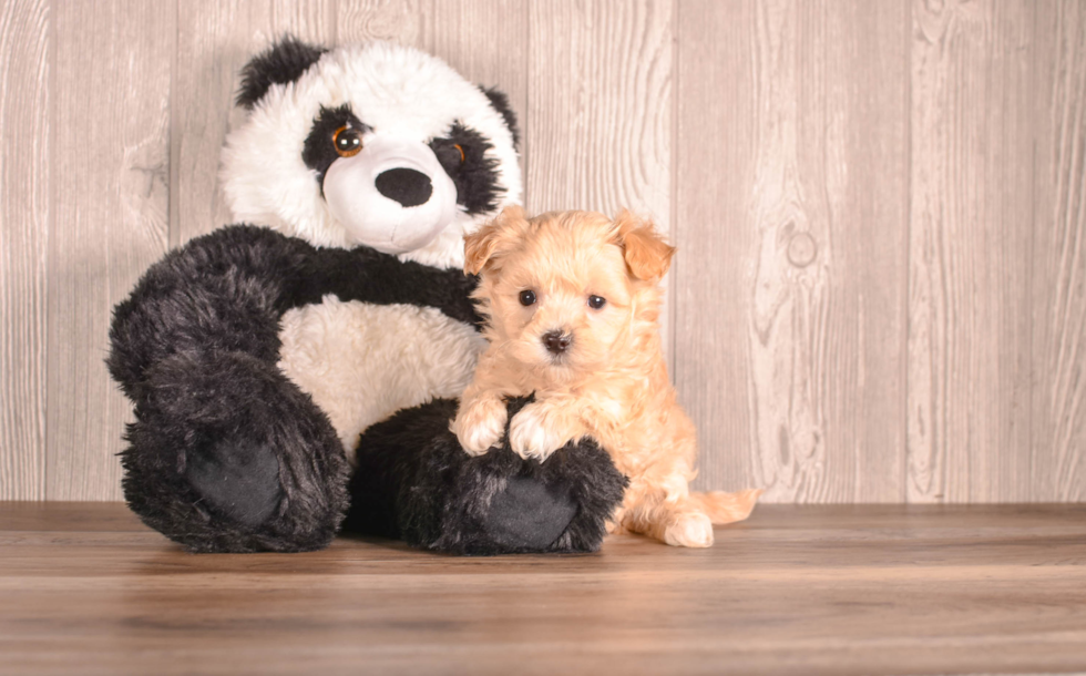 Cute Malt a Poo Poodle Mix Puppy