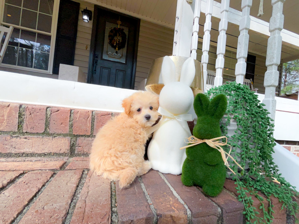 Maltipoo Puppy for Adoption