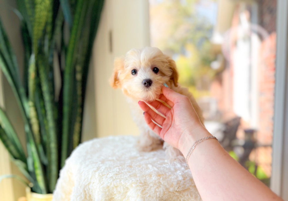 Cute Maltipoo Baby