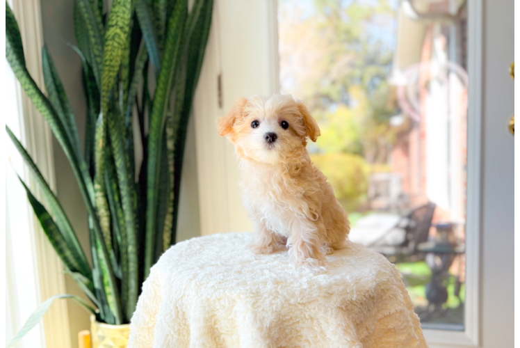 Cute Malt a Poo Poodle Mix Puppy