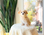 12 week old Maltipoo Puppy For Sale - Simply Southern Pups