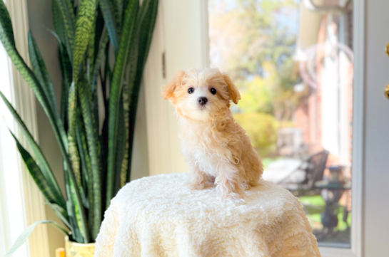 Cute Malt a Poo Poodle Mix Puppy