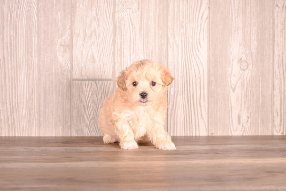 Cute Malt a Poo Poodle Mix Puppy