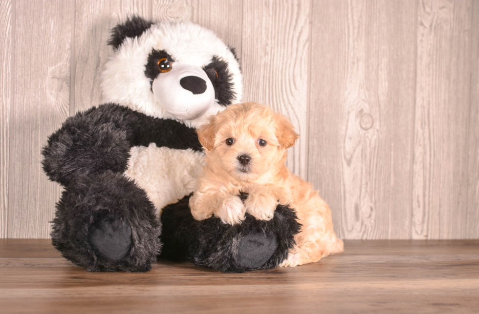 Maltipoo Puppy for Adoption