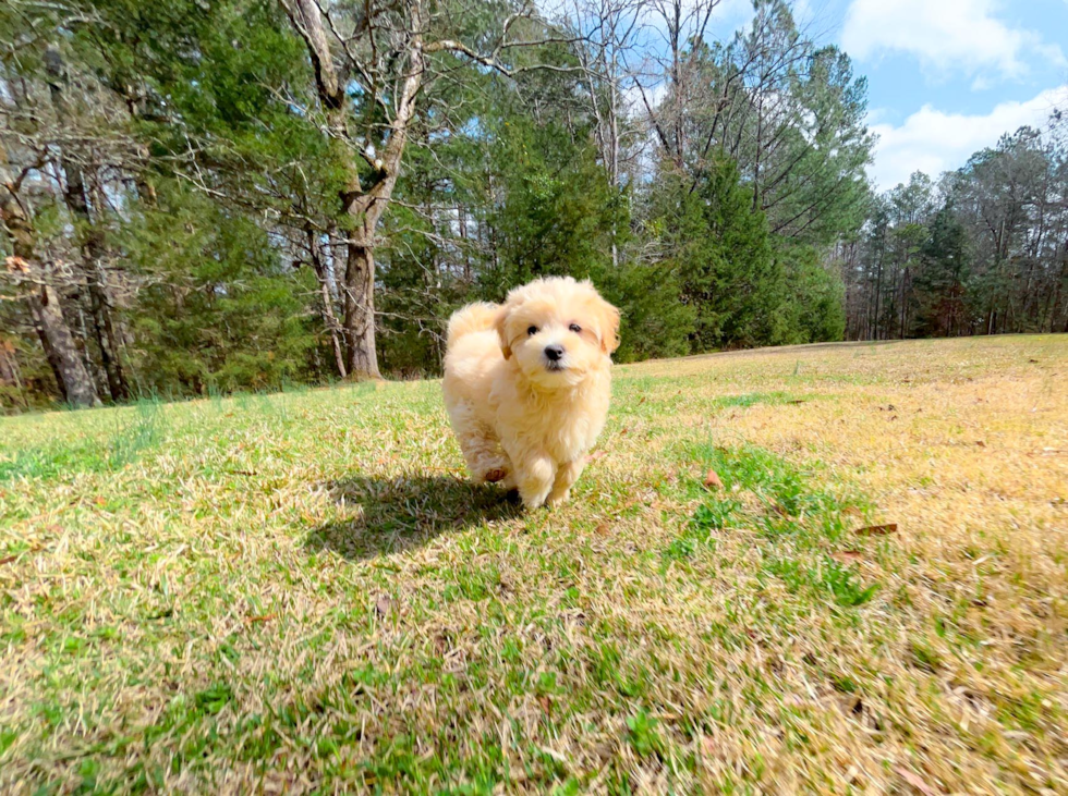 Cute Maltipoo Poodle Mix Pup