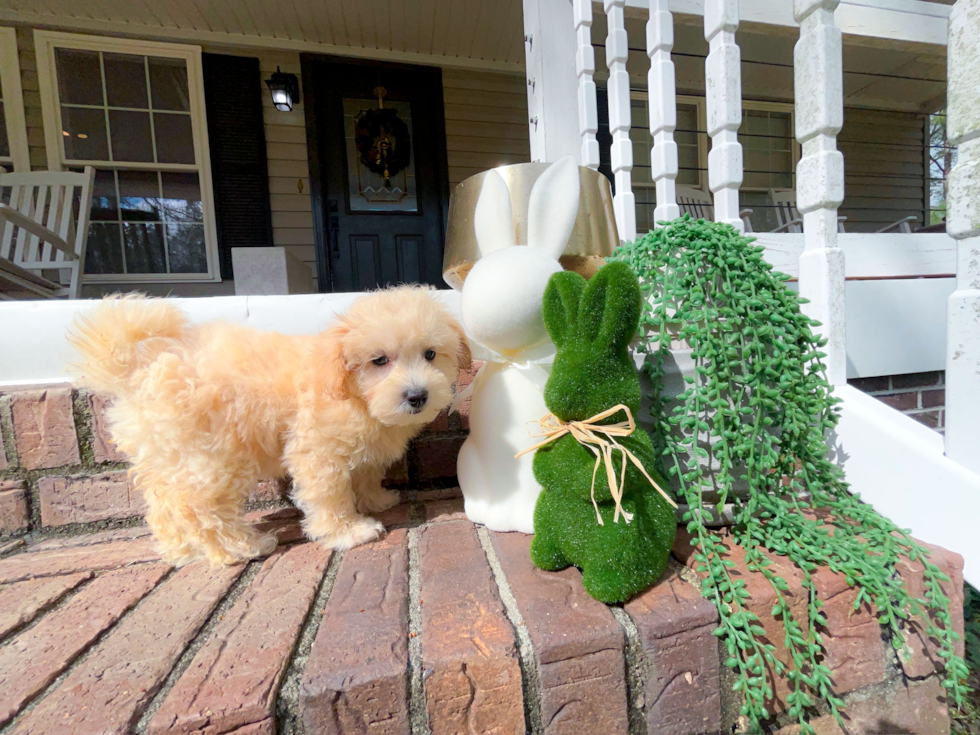 Cute Maltipoo Poodle Mix Pup