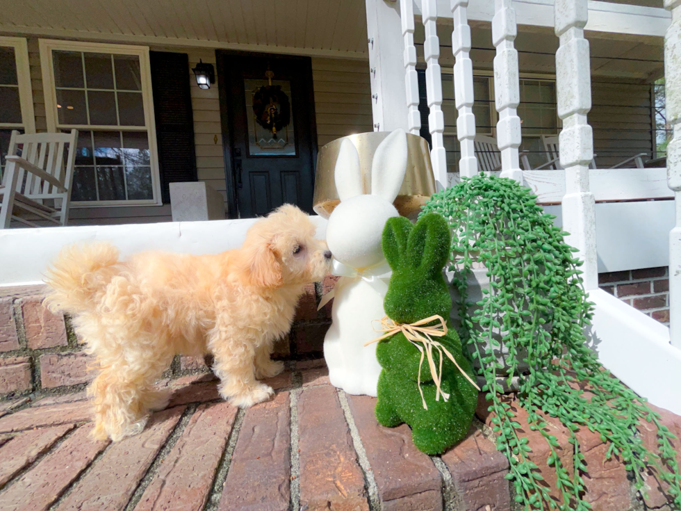 Cute Malt a Poo Poodle Mix Puppy
