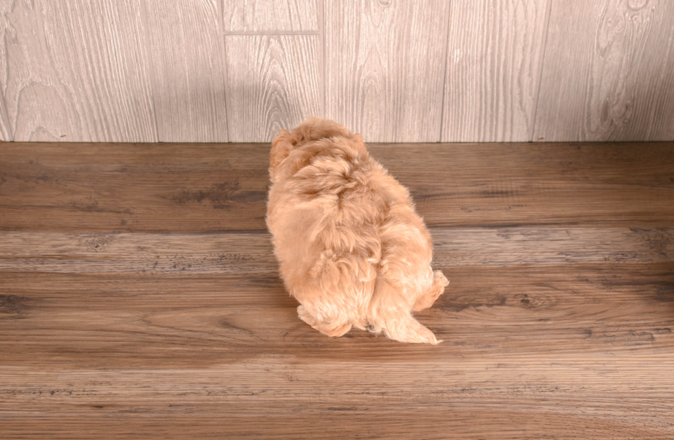 Maltipoo Puppy for Adoption