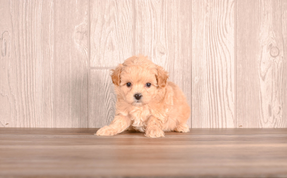 Cute Maltipoo Baby