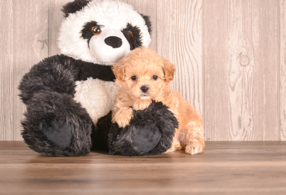 Cute Malt a Poo Poodle Mix Puppy