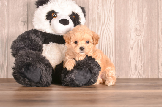 Cute Malt a Poo Poodle Mix Puppy