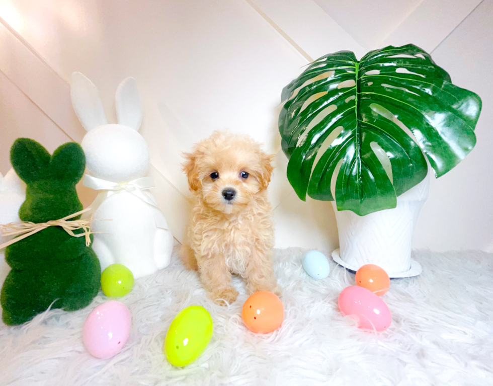 Cute Maltipoo Poodle Mix Pup