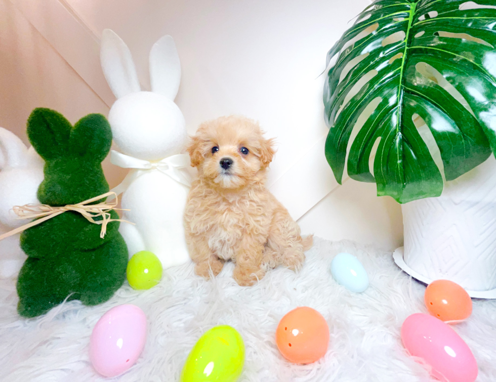 Cute Maltipoo Baby