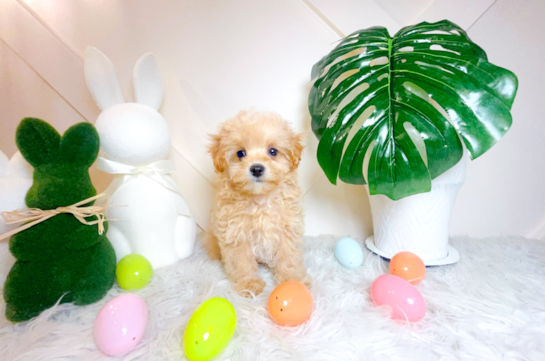 Cute Maltipoo Poodle Mix Pup