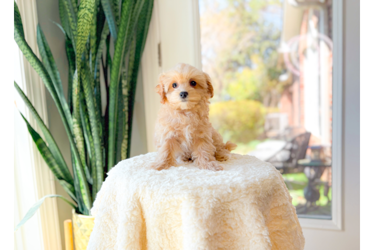 Maltipoo Puppy for Adoption